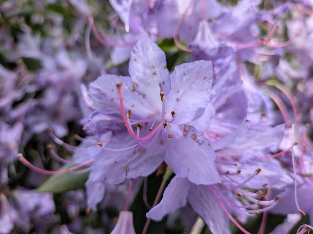 Bowood Woodland Garden-Calne必去景点
