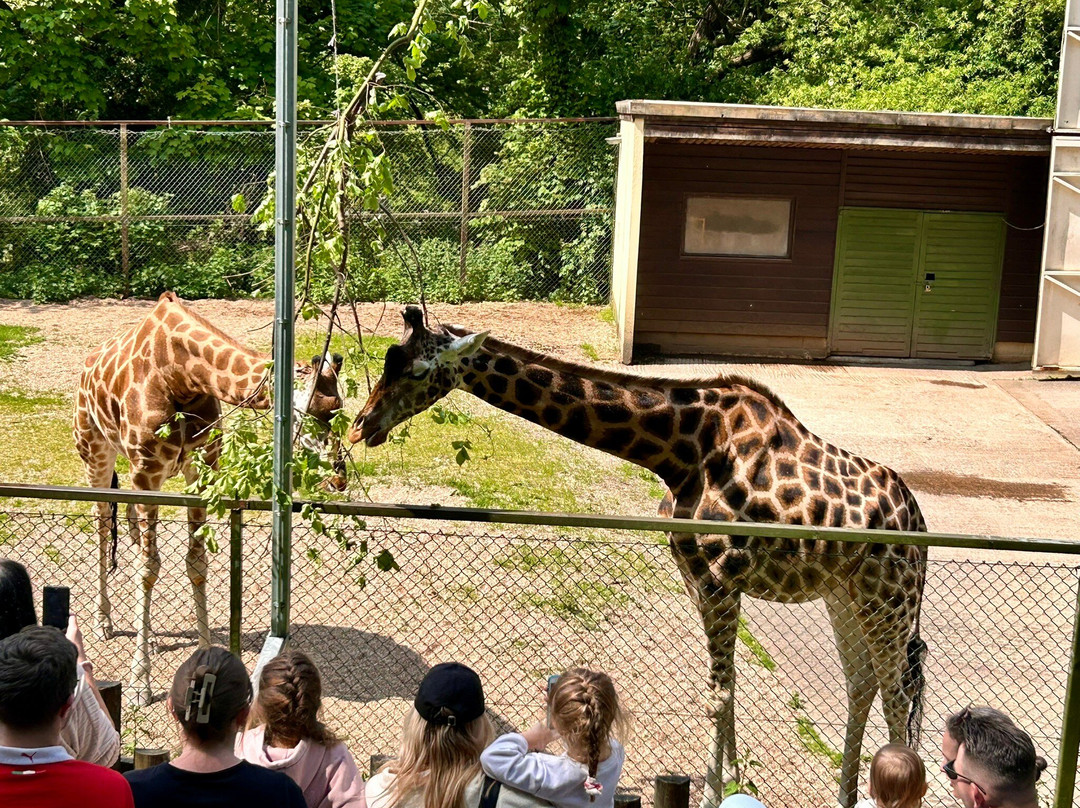 Dudley Zoo and Castle-Dudley必去景点