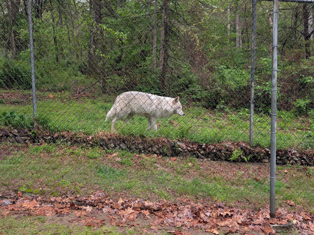 Lakota Wolf Preserve-Columbia必去景点