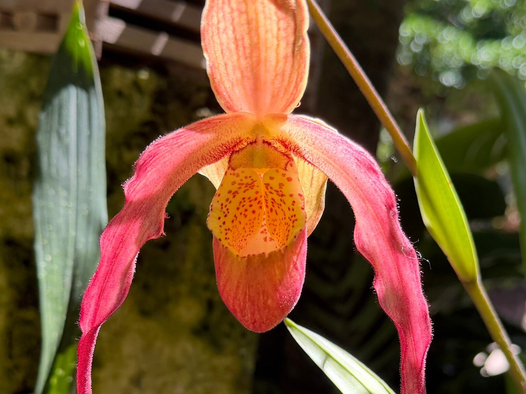 Naples Botanical Garden-那不勒斯必去景点
