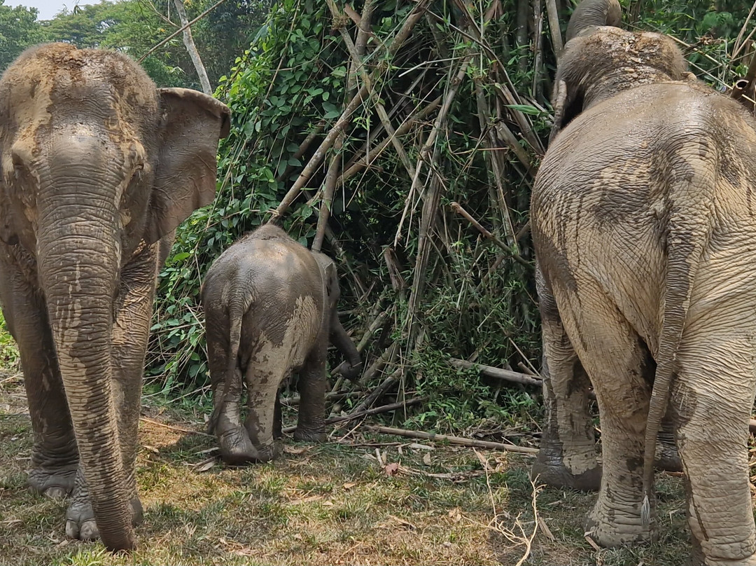 Boon Lott's Elephant Sanctuary-素可泰必去景点