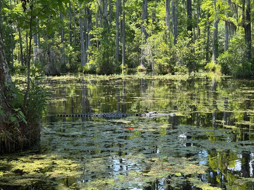 Cypress Gardens-蒙克斯科纳必去景点