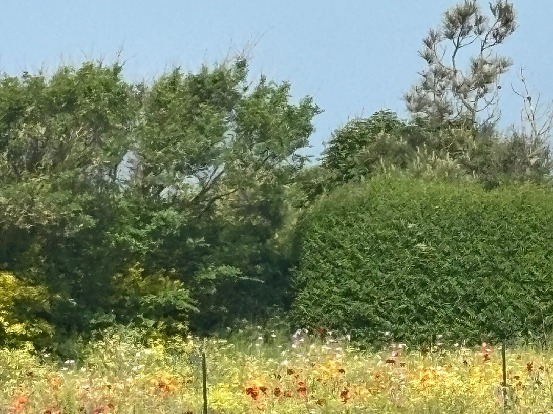 Wissant Beach-Wissant必去景点