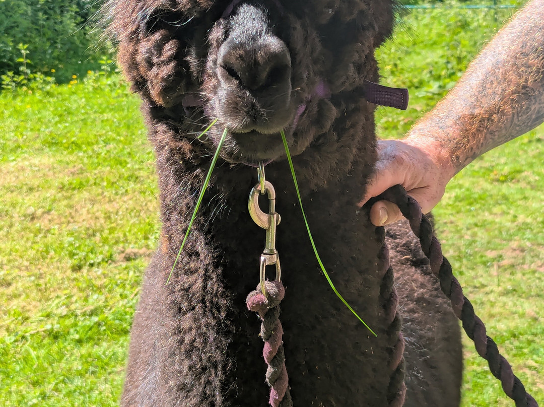 Bell Farm Alpacas-Pensford必去景点