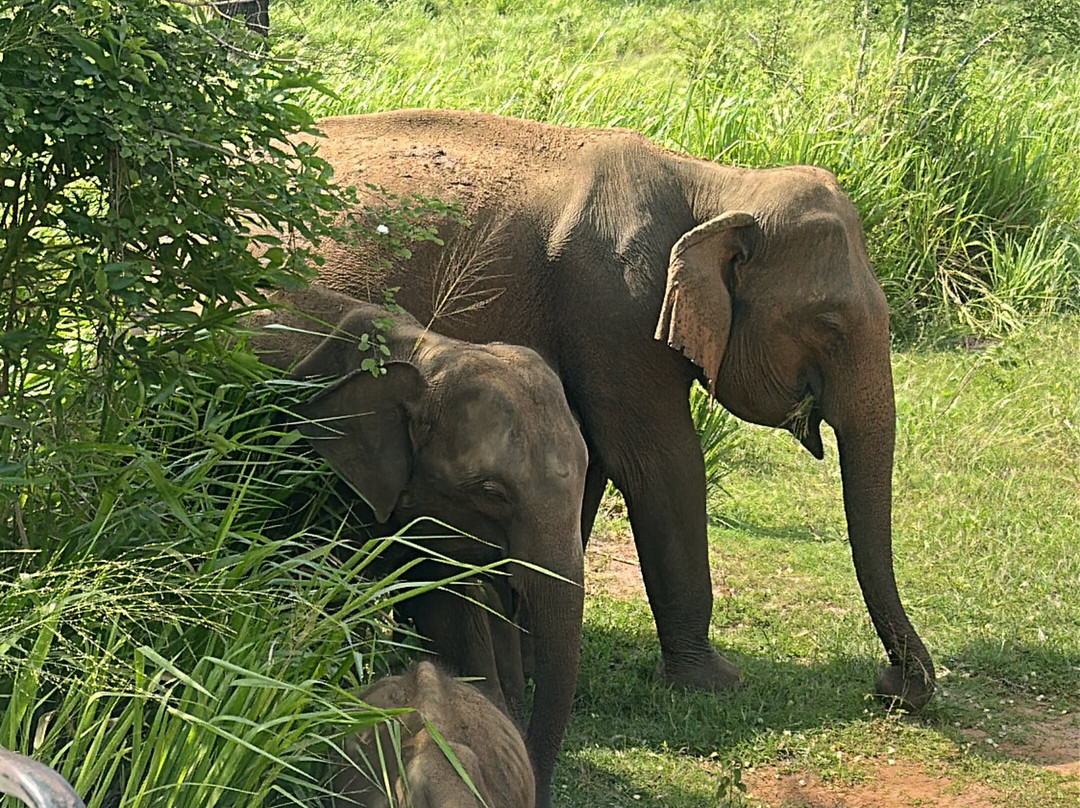 Good Holiday Tours-Kandy District必去景点
