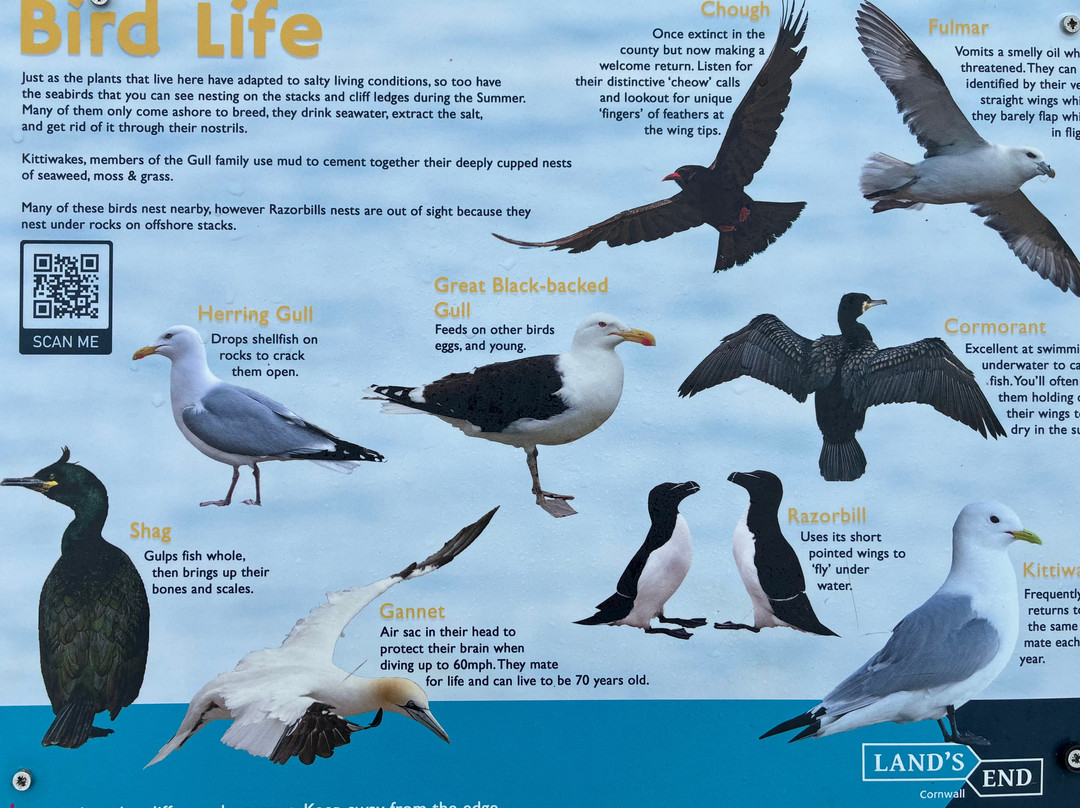 Coast Boat Trips in Cornwall-圣艾维斯必去景点