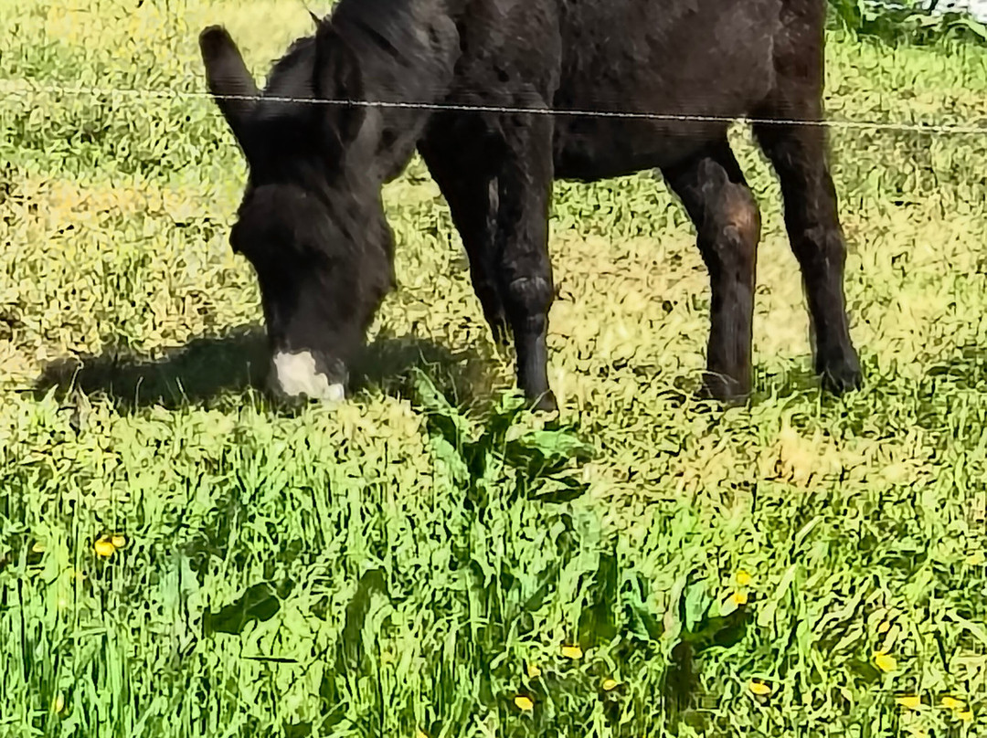 The Donkey Sanctuary-Mallow必去景点