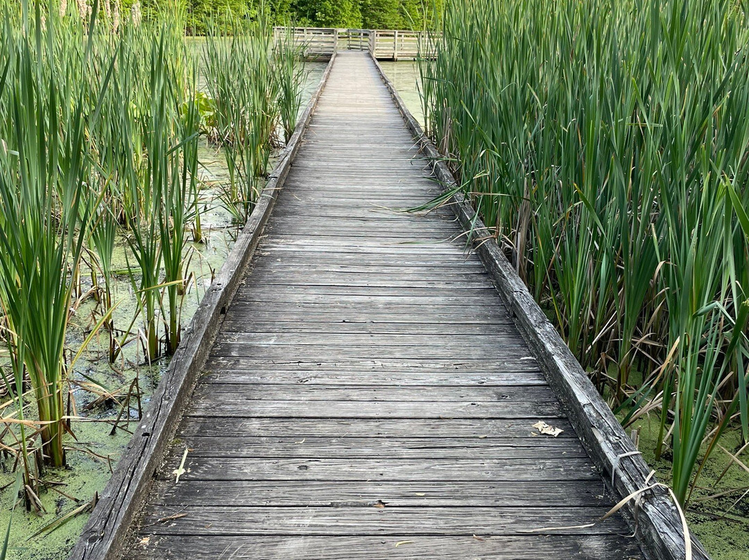 Howell Wetlands-埃文斯维尔必去景点