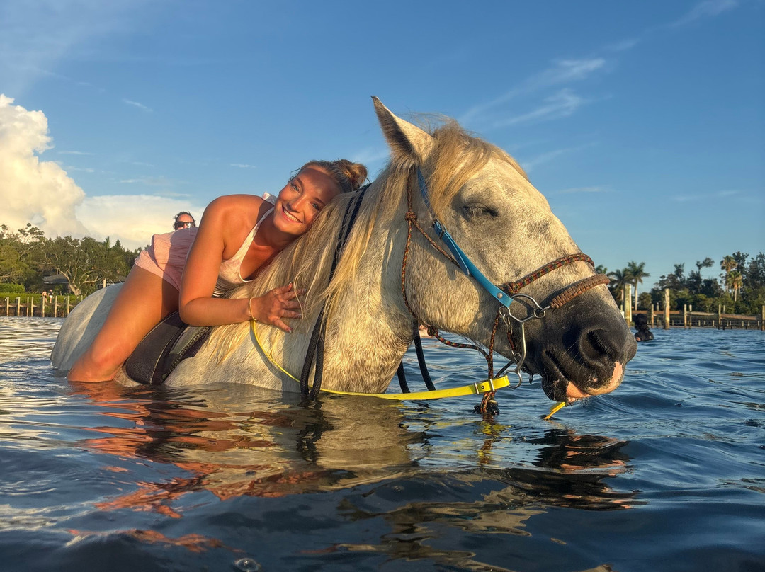 Florida Beach Horses-布雷登顿必去景点