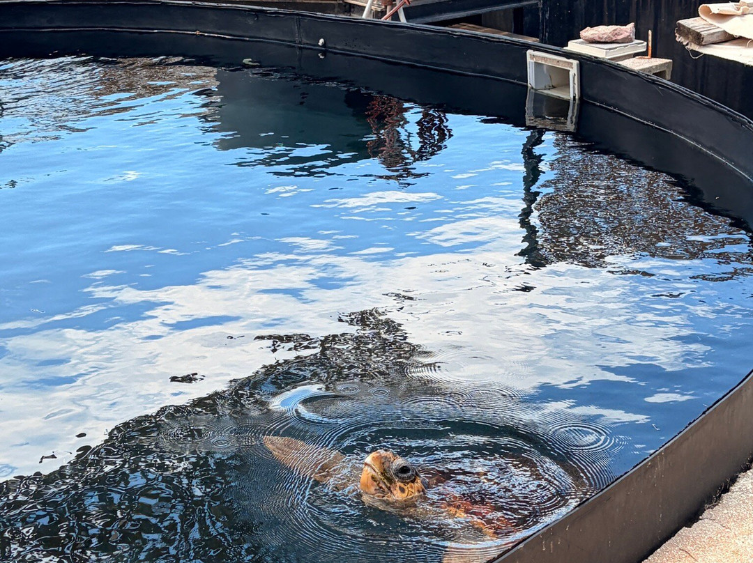 ARCHELON Τhe Sea Turtle Protection Society of Greece-吉利法达必去景点