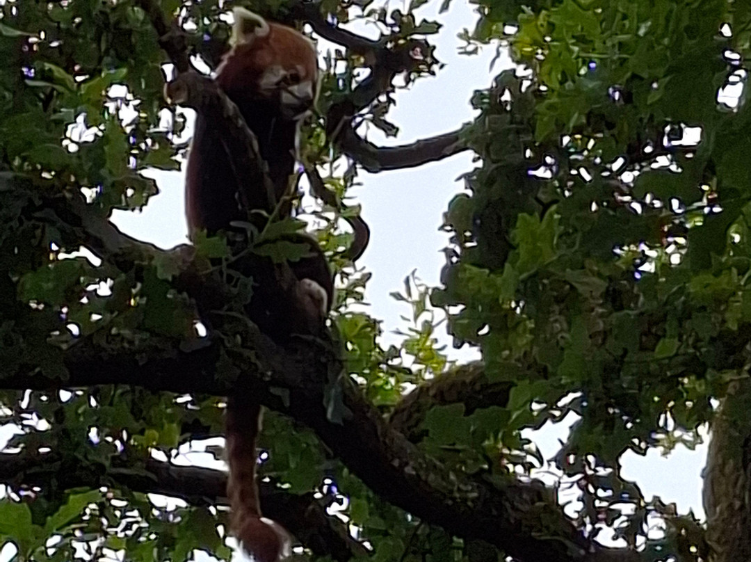 Marwell Zoo-温彻斯特必去景点