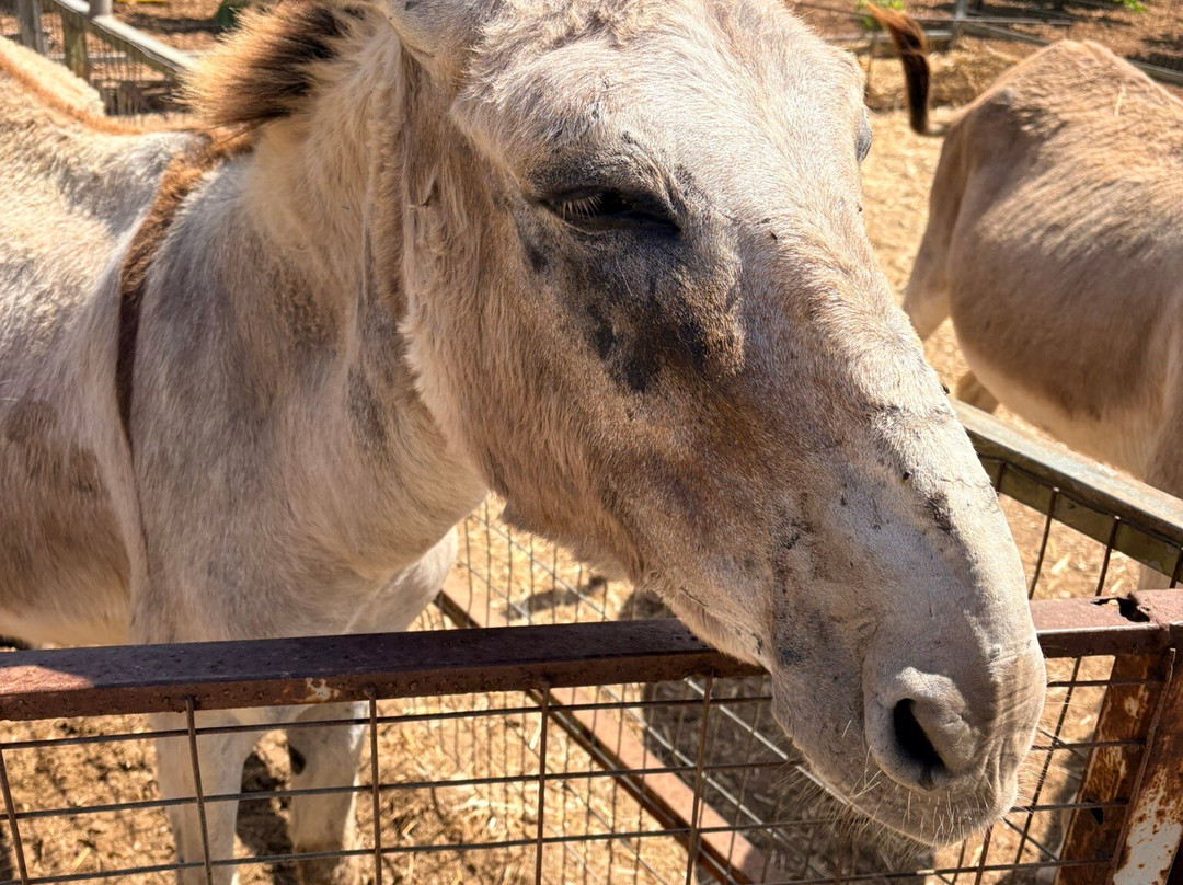 Trakkos Donkey Farm-卡西卡斯必去景点