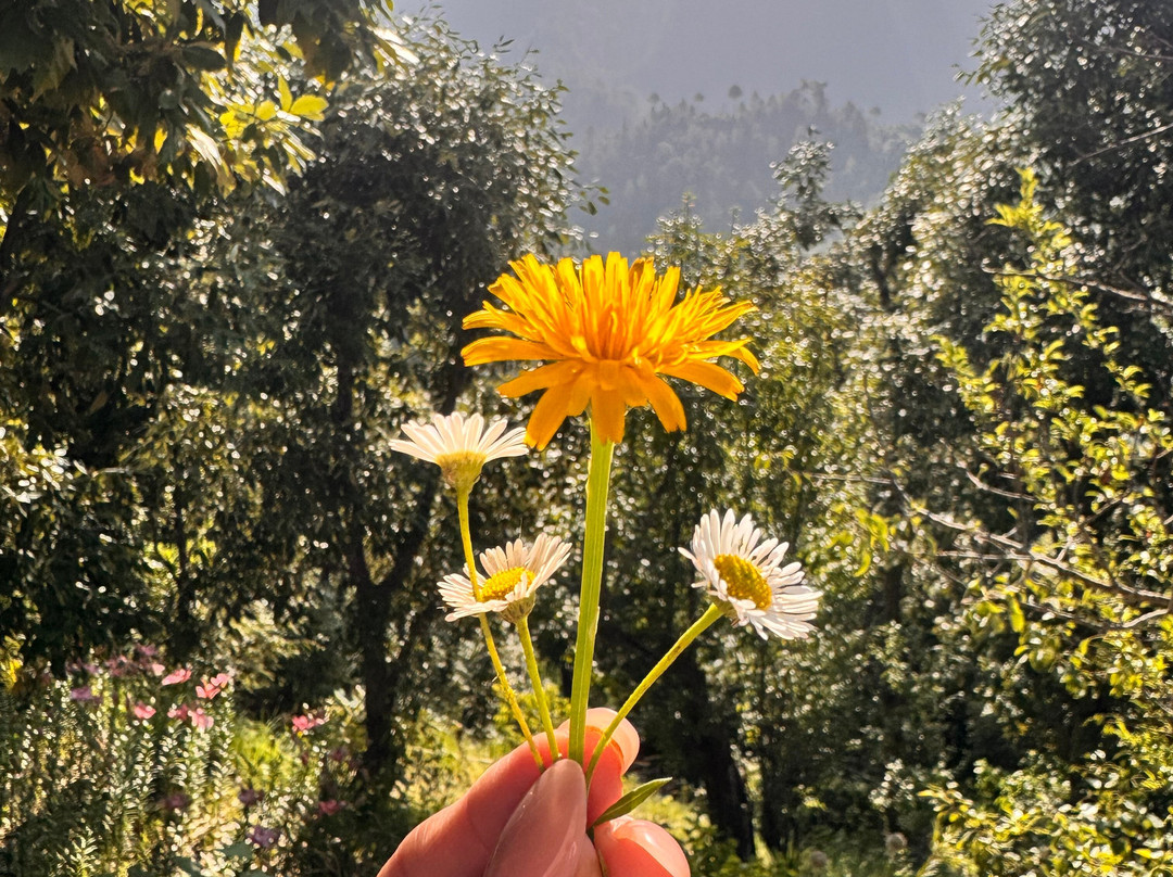 The Slow Living Farm-Simyal Gaon必去景点