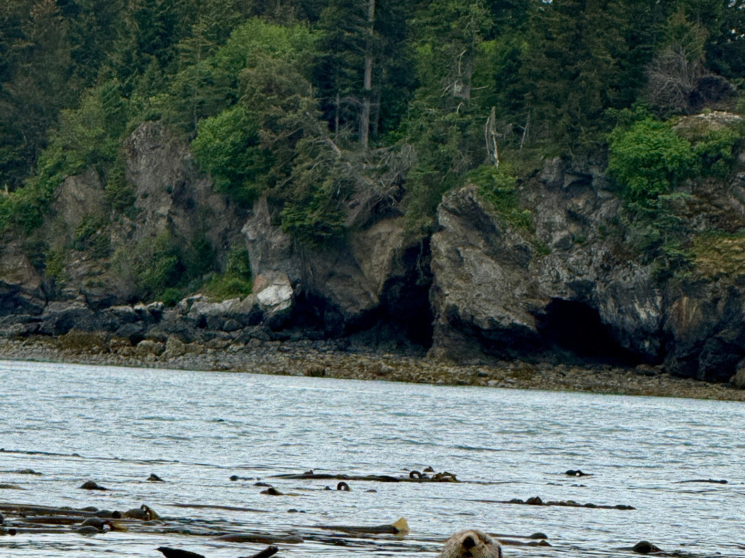 True North Kayak Adventures-荷马必去景点