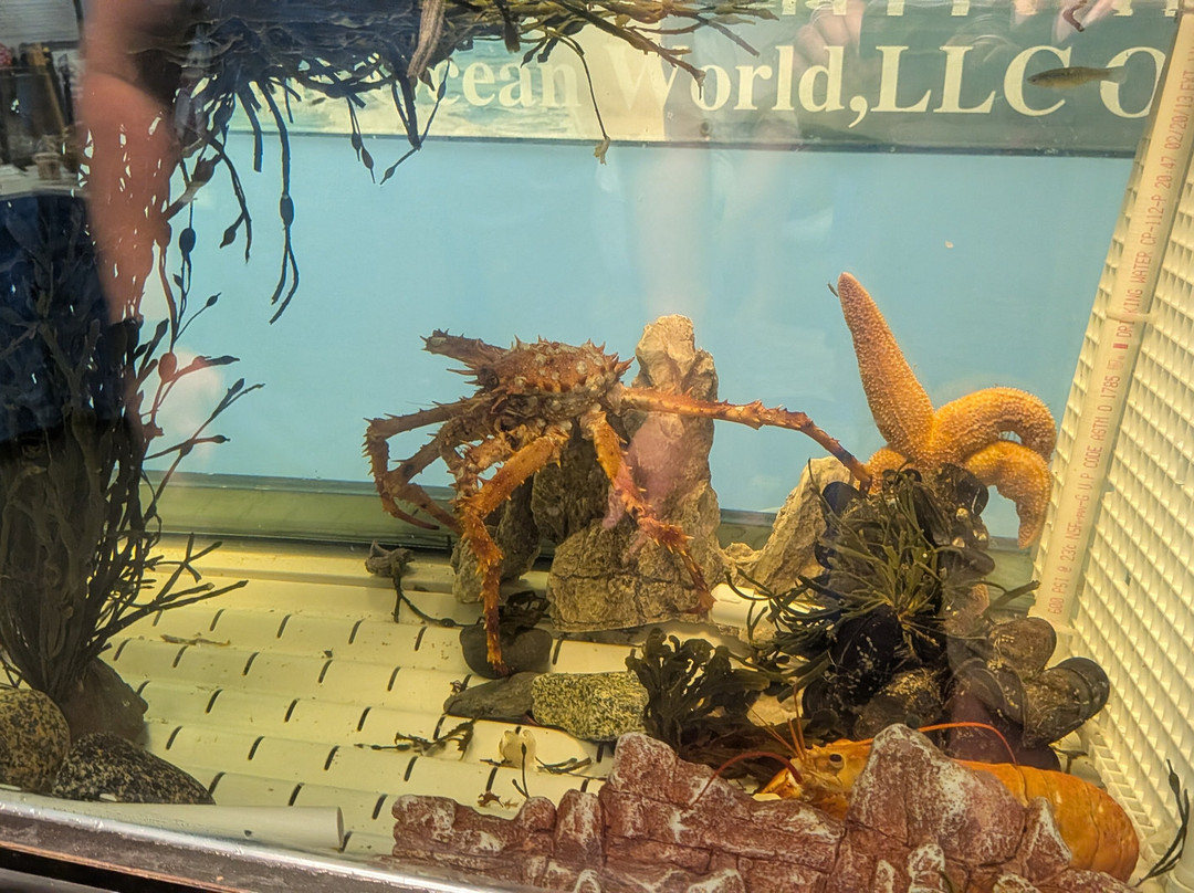 Explore the Ocean World Oceanarium-汉普顿必去景点