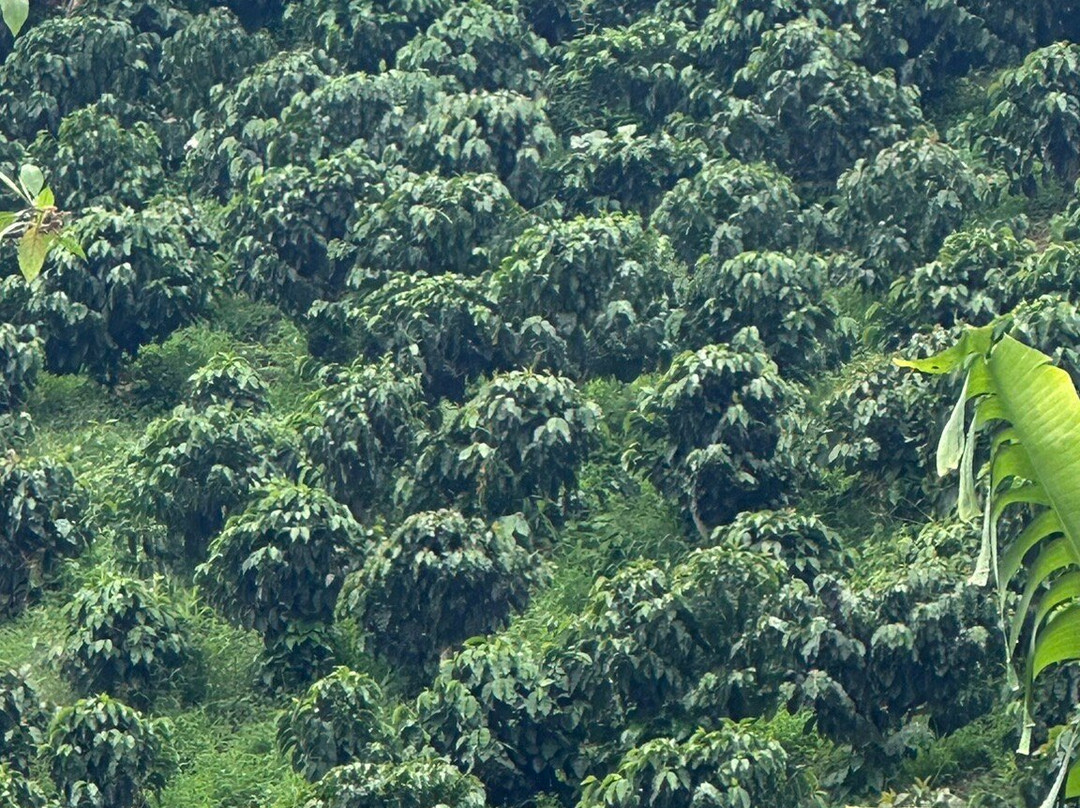 Tour cafetero los Correa-Jardin必去景点