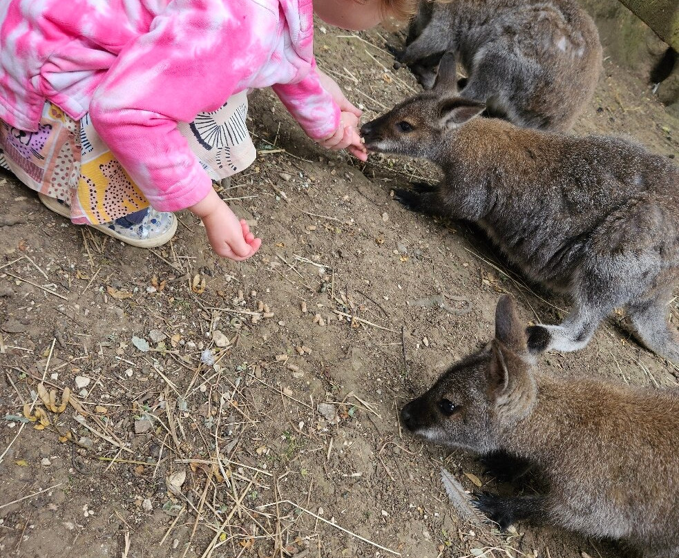 Bridlington Animal Park-布里德灵顿必去景点