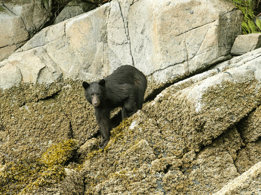 Sea Wolf Adventures-Port McNeill必去景点