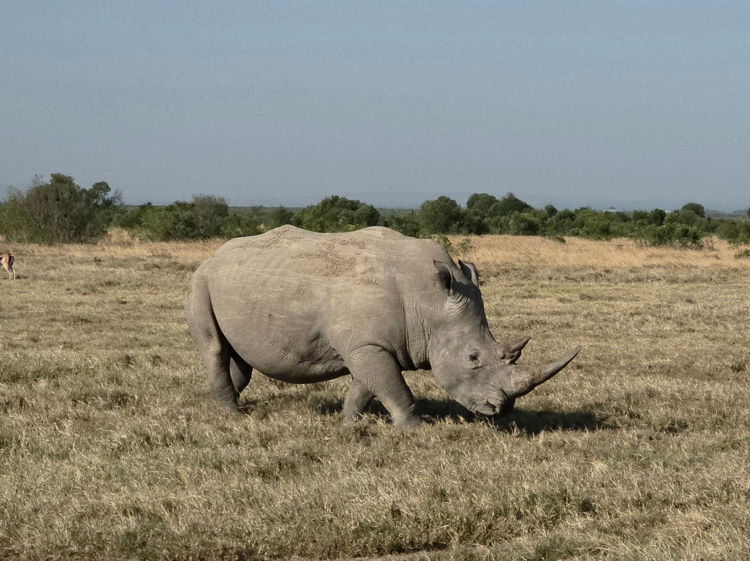Ol Pejeta Conservancy-Laikipia County必去景点