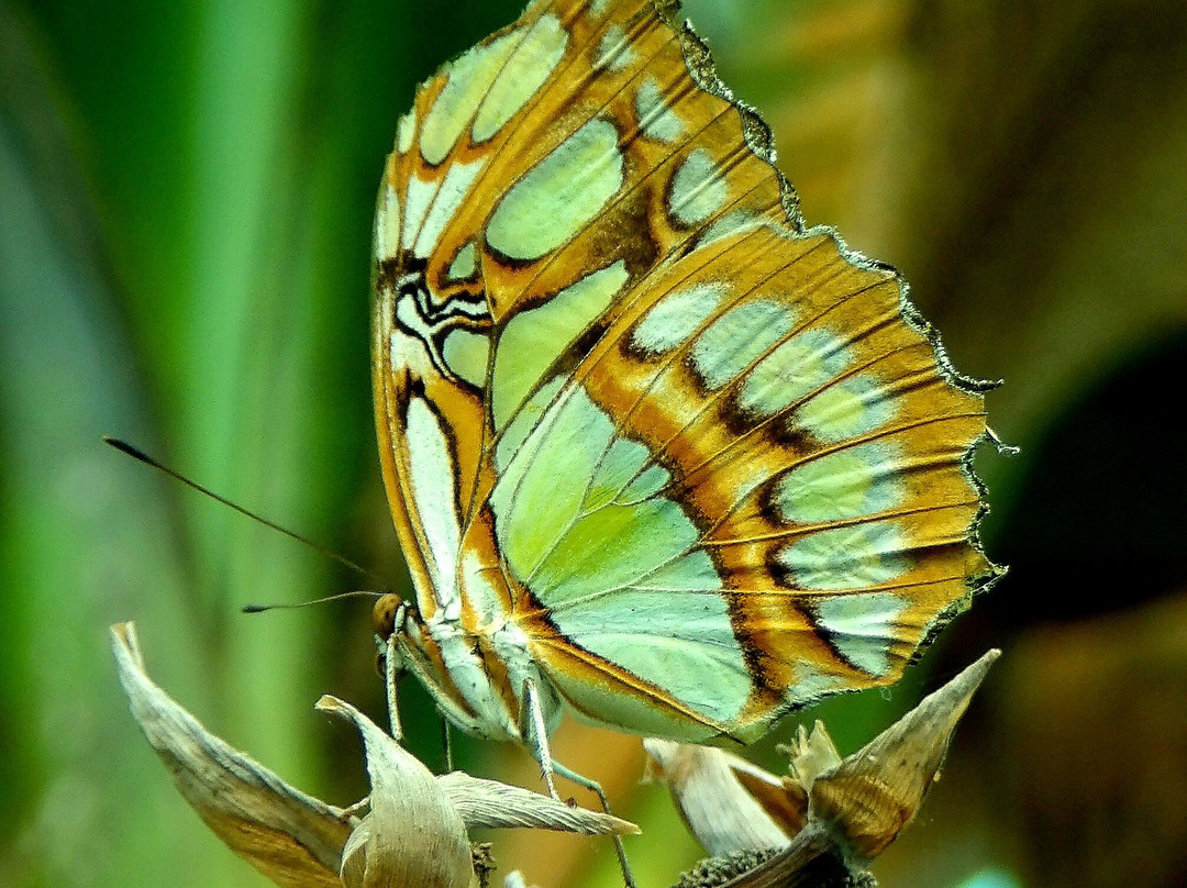 The Bug Parc-Lenwade必去景点