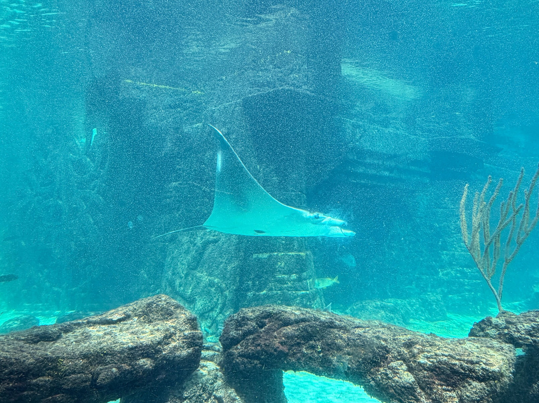 Marine Habitat at Atlantis-天堂岛必去景点