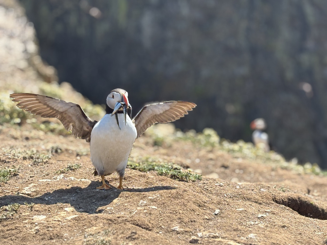 Pembrokeshire Islands Boat Trips-Marloes必去景点