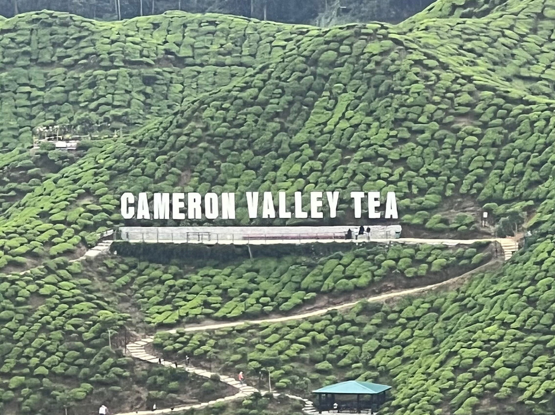 Cameron Bharat Tea Estate-丹那拉塔必去景点