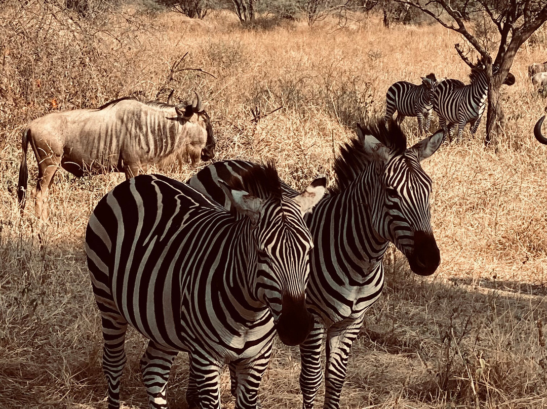 Sereland Africa Safaris-Sakina必去景点