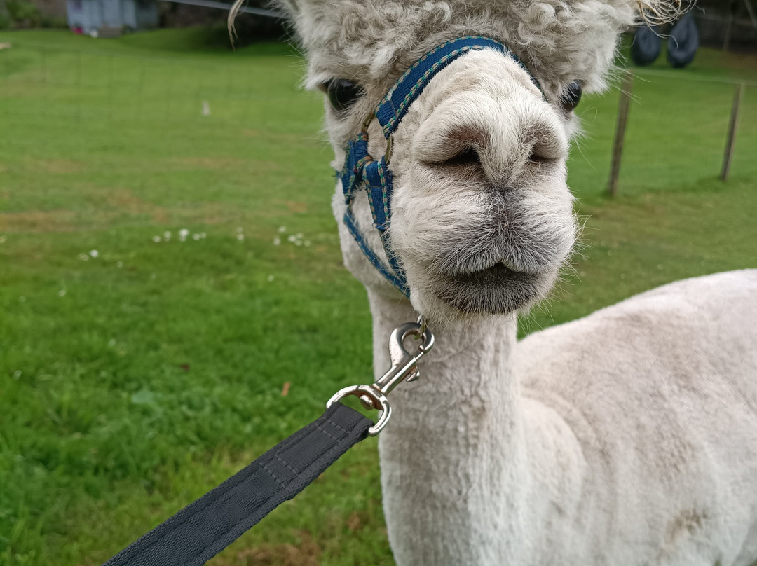 David’s Hill Alpacas-Arbroath必去景点
