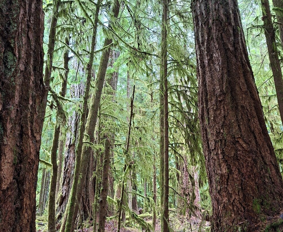Cathedral Grove-艾伯尼港必去景点