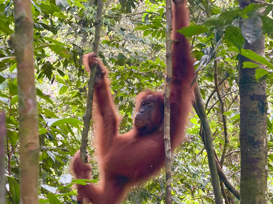 Bukit Lawang - Jungle Trekking Sumatra-武吉拉旺必去景点