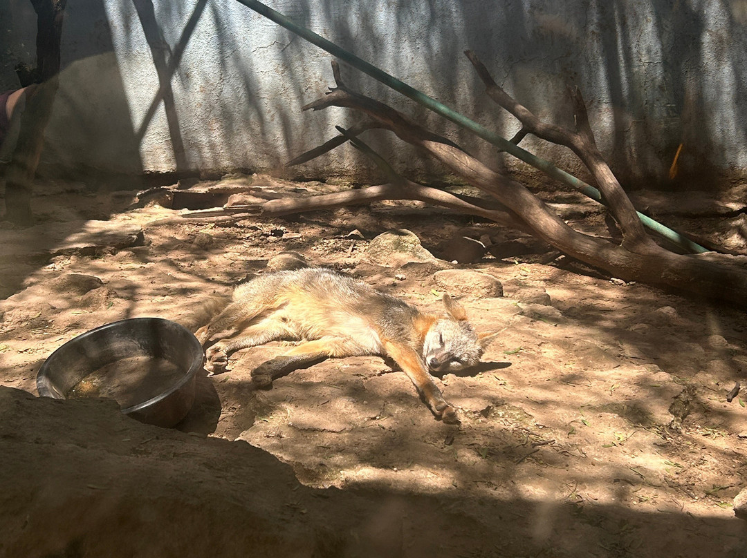 Parque Zoologico De San Luis Potosi-圣路易斯坡托西必去景点