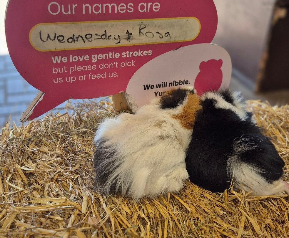 Rare Breeds Centre-Woodchurch必去景点