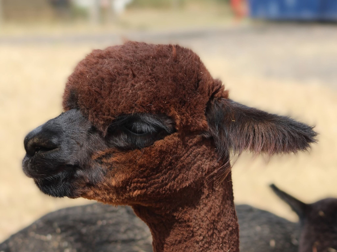 Tawnymeade Alpaca's
