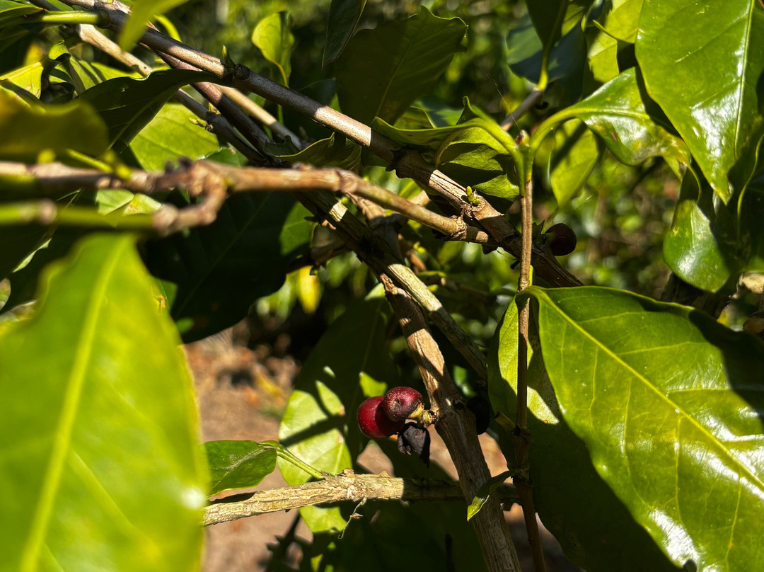 Fazenda da Taquara-Barra do Pirai必去景点