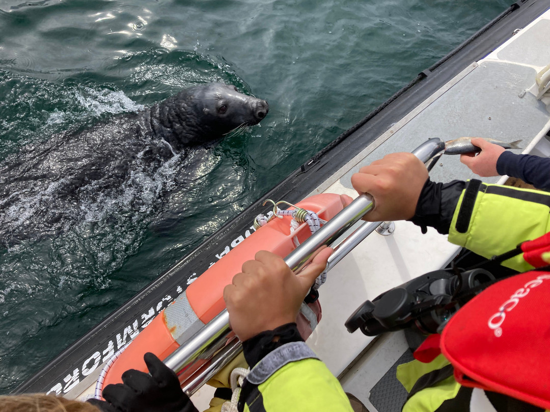 Shetland Seabird Tours - The Noss Boat-Lerwick必去景点