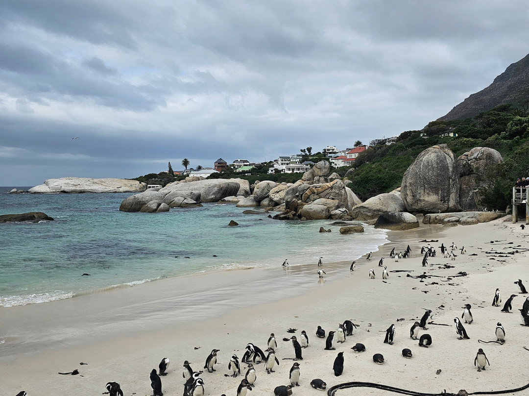 Boulders Beach Penguin Colony-西门镇必去景点