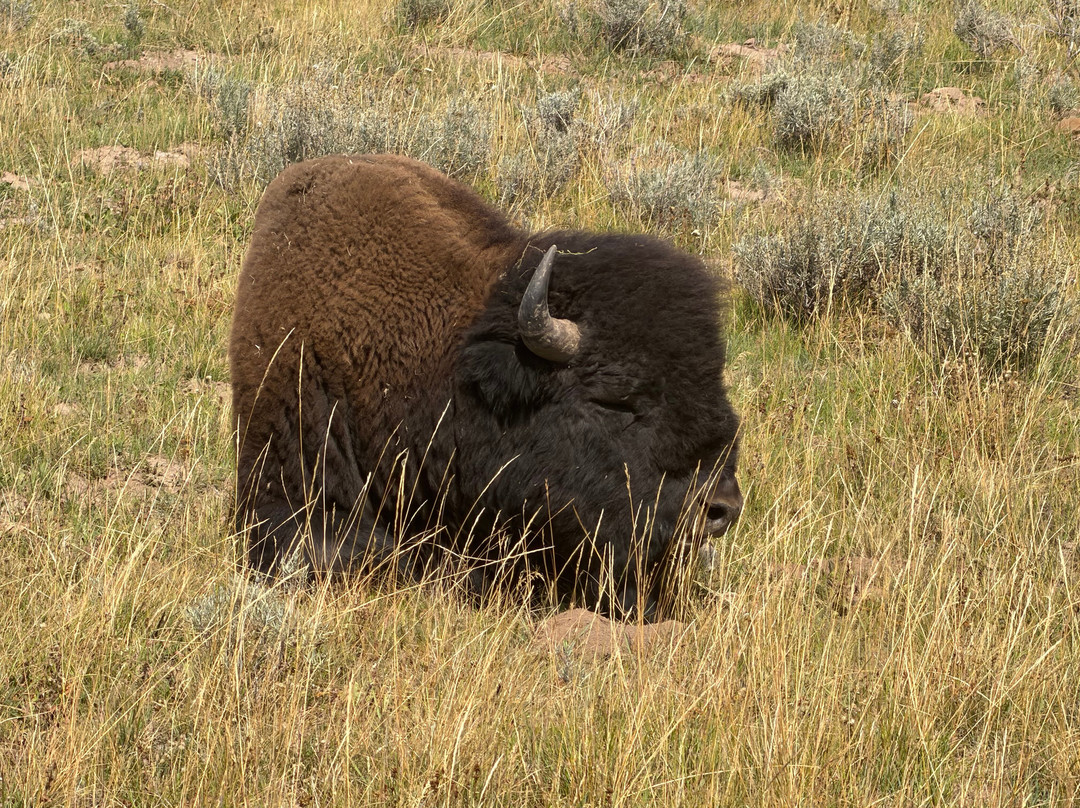 Yellowstone National Park-黄石国家公园必去景点