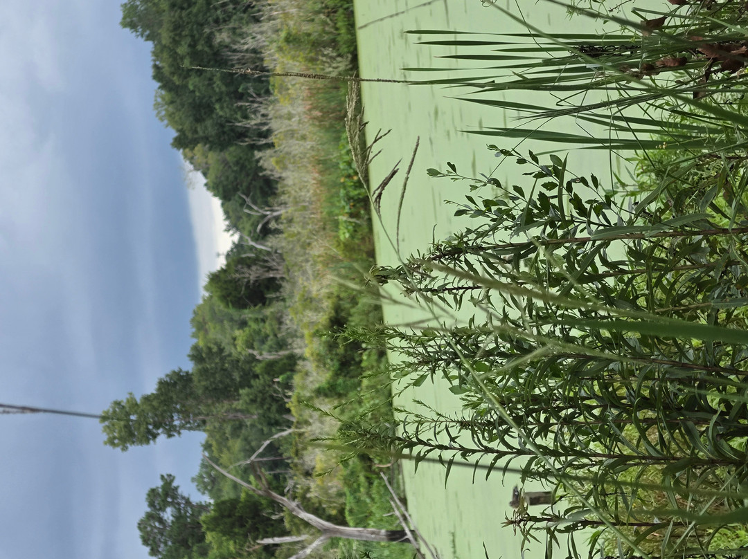 Magnolia Plantation & Gardens-查尔斯顿必去景点