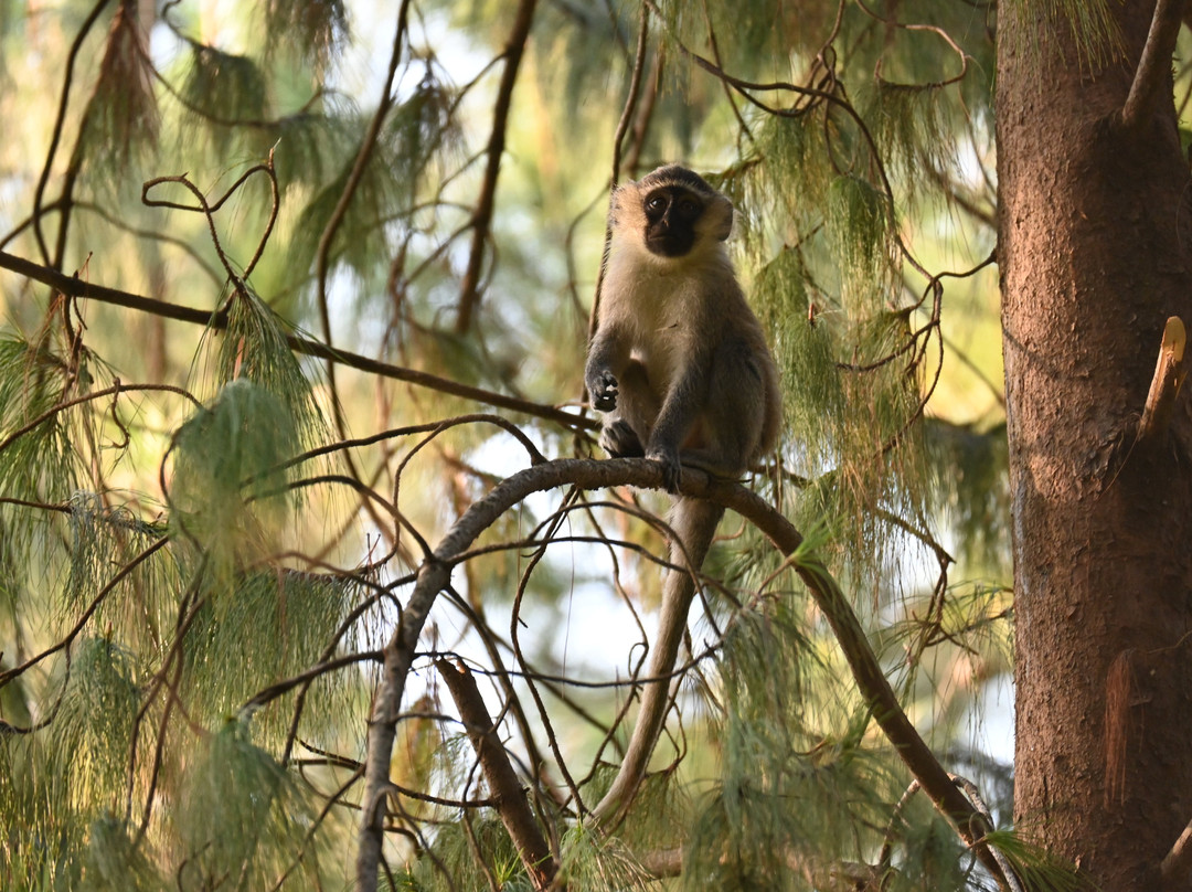 Rwizi Africa Expeditions-坎帕拉必去景点