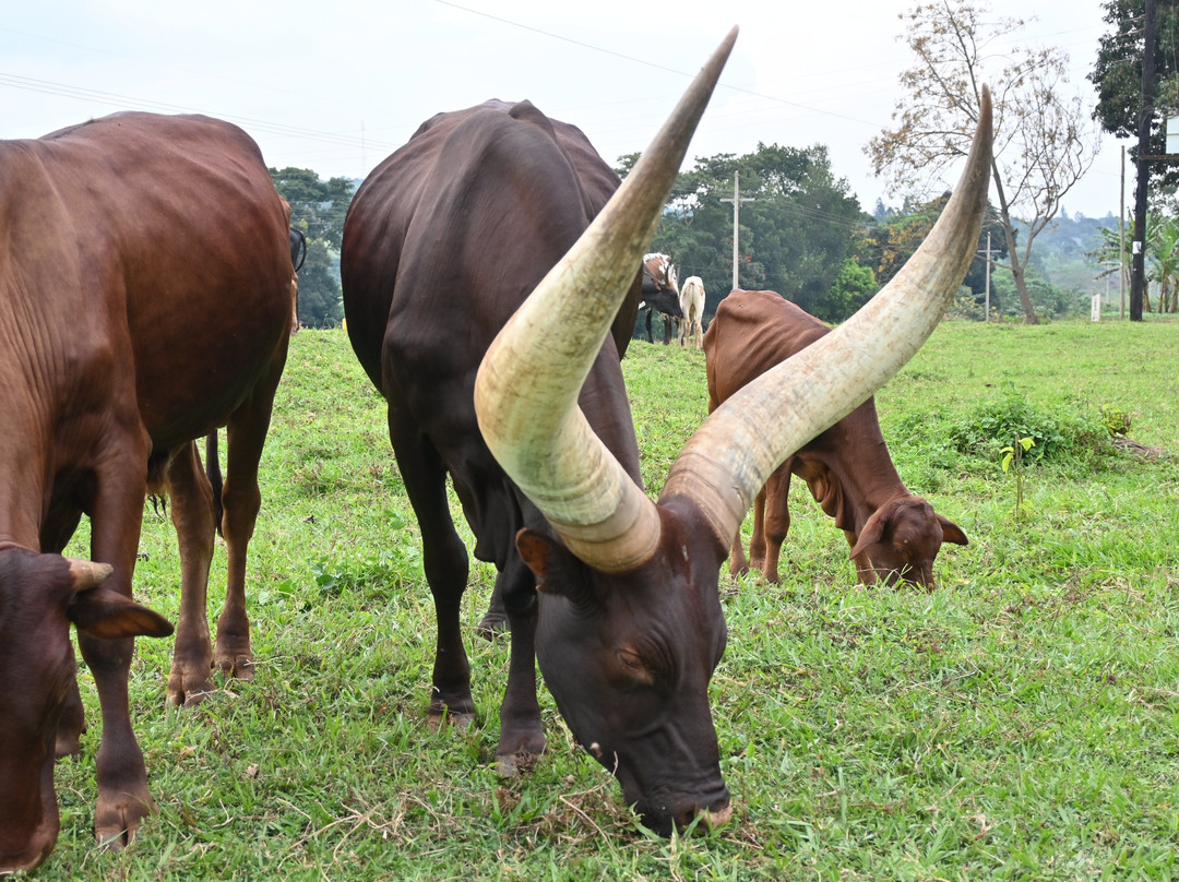 Rwizi Africa Expeditions-坎帕拉必去景点