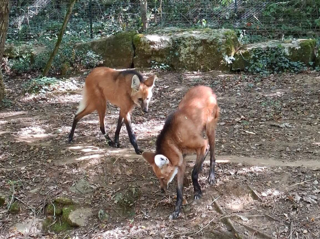 Réserve Zoologique De Calviac-Calviac-en-Perigord必去景点