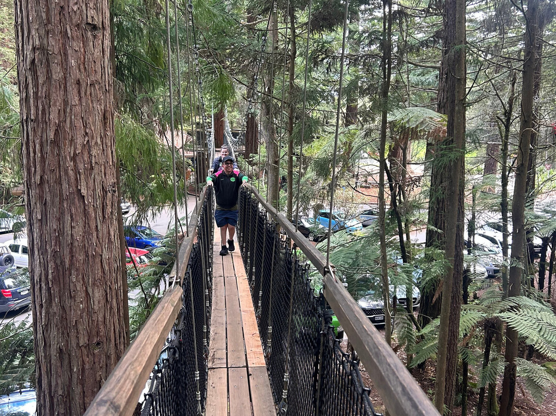 Redwoods Treewalk-罗托鲁瓦必去景点