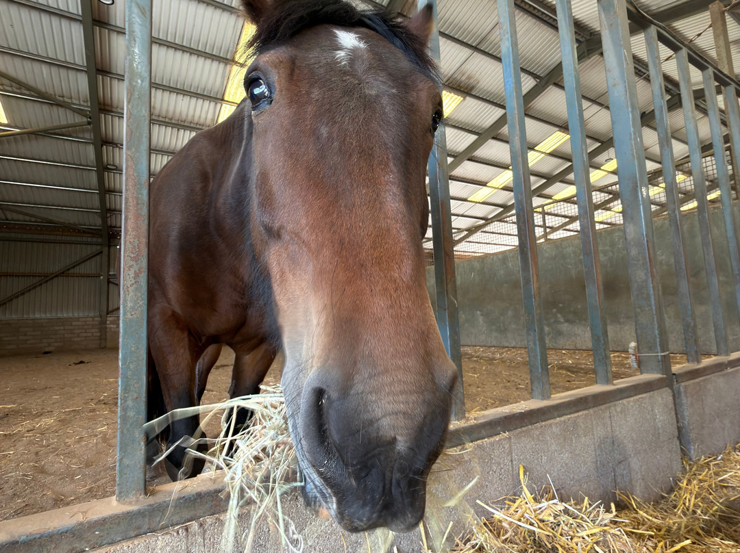 World Horse Welfare Belwade Farm-Aboyne必去景点