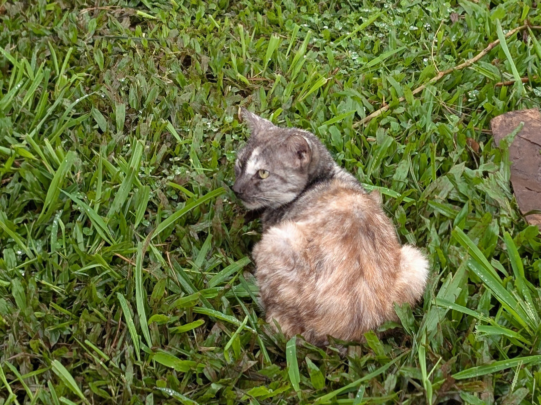 Surf Cat Ranch - Maui Cat Sanctuary-海库必去景点