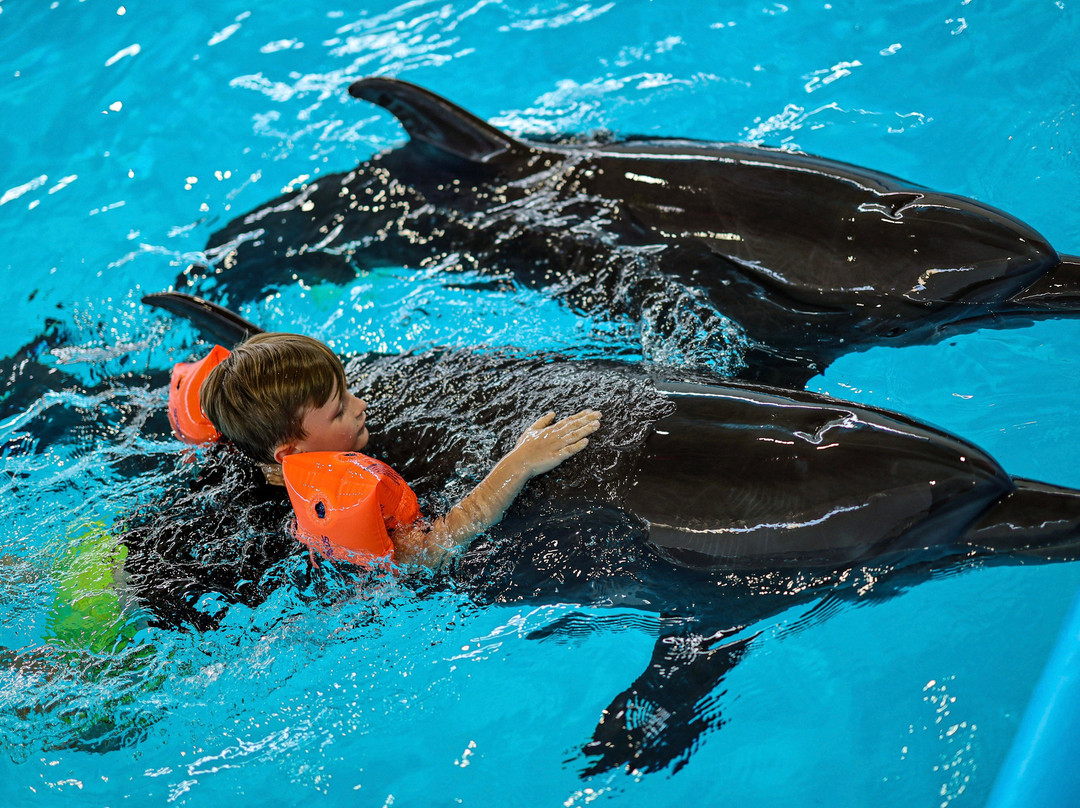 Pattaya Dolphinarium-芭堤雅必去景点