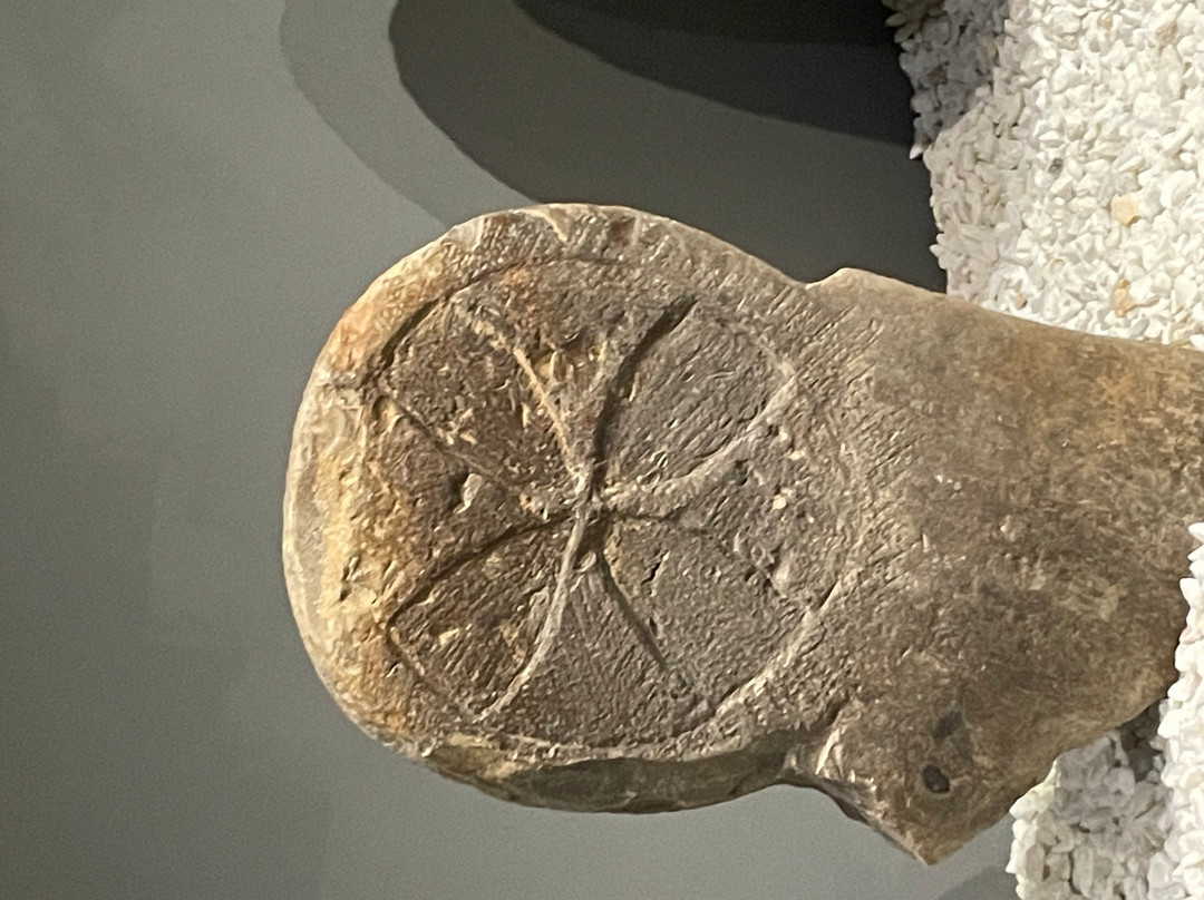 Prehistory and Archaeology Museum of Cantabria-桑坦德必去景点