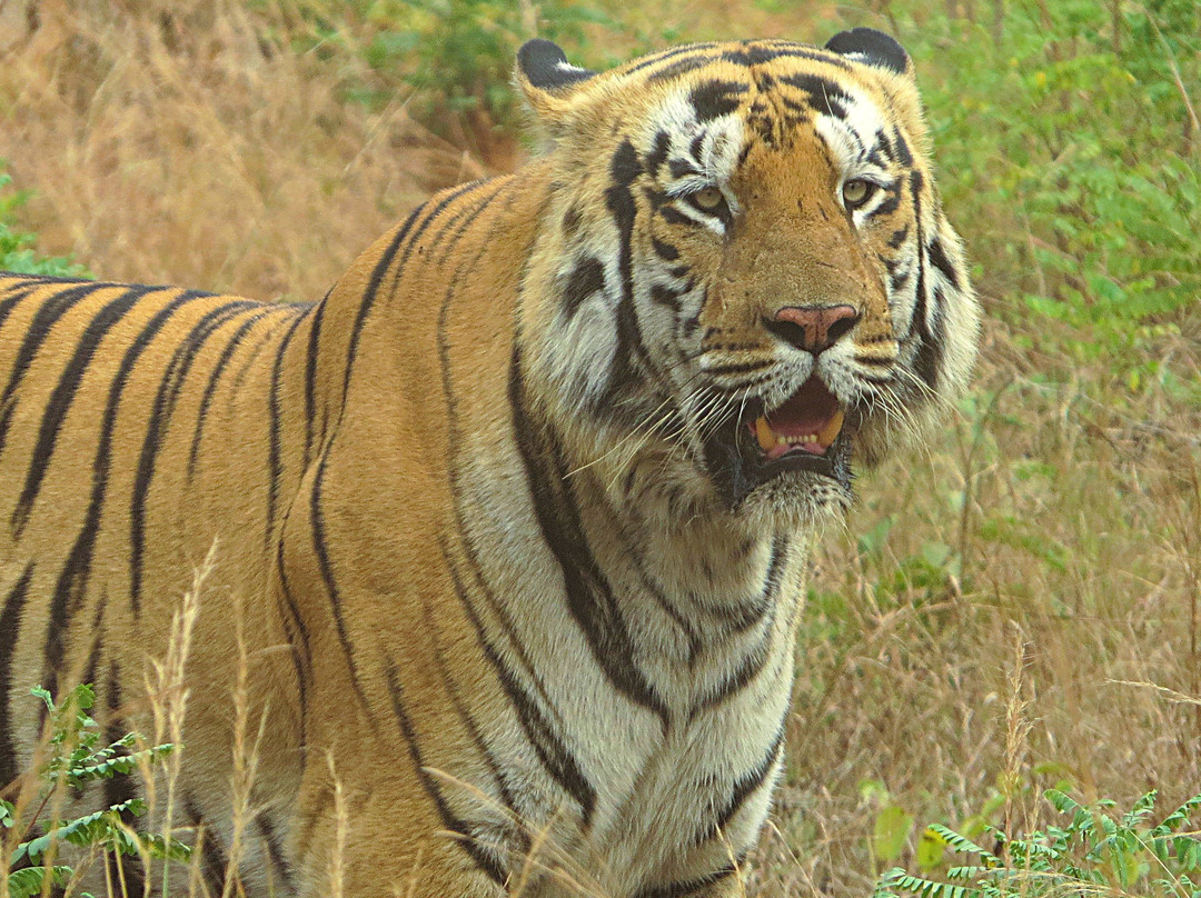 Tadoba Jungle Camp主图