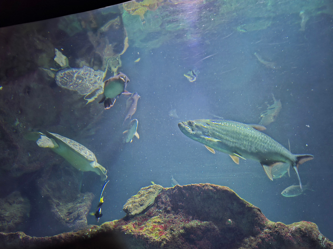 Aquarium La Rochelle-拉罗谢尔必去景点