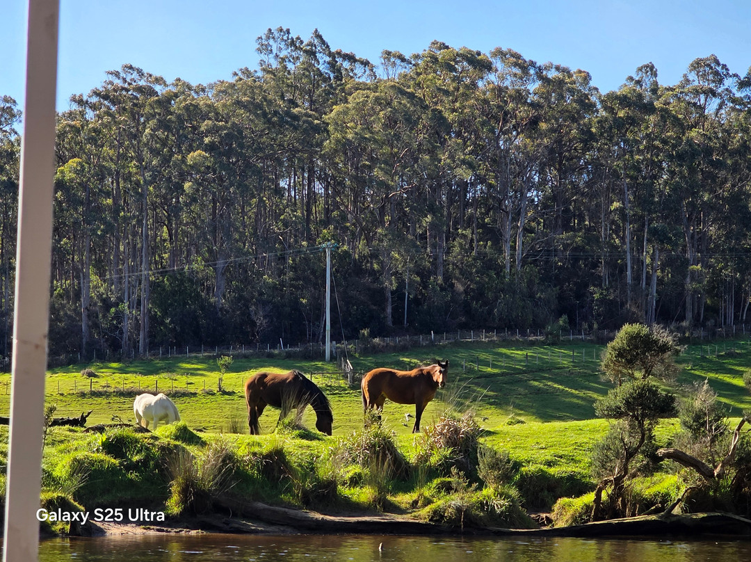 Leven River Cruises-Ulverstone必去景点